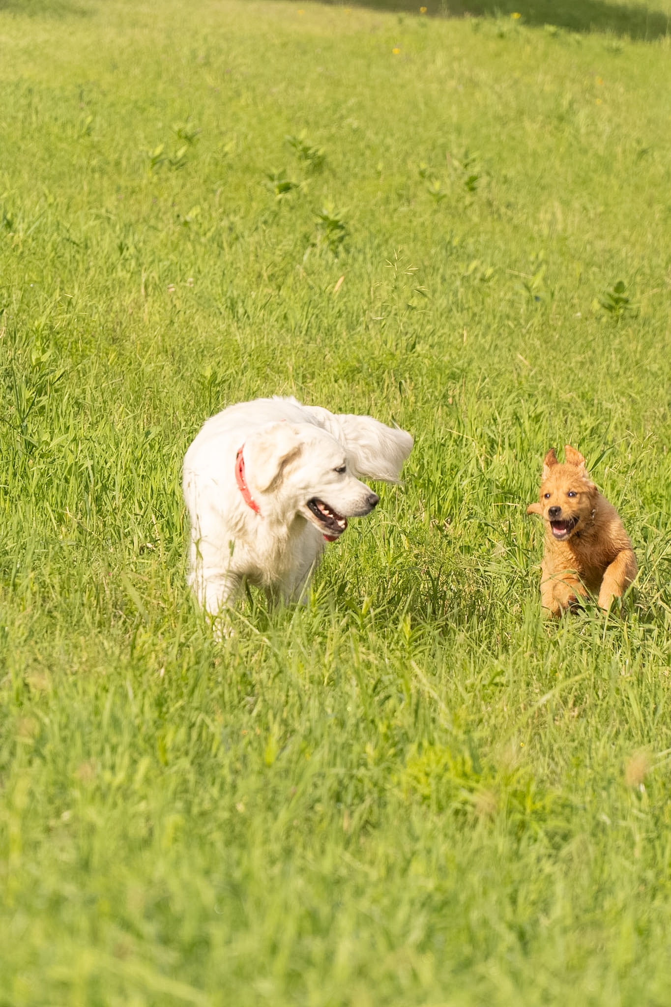 Family raised golden retriever puppy in Vermont — health-tested parents, AKC registered