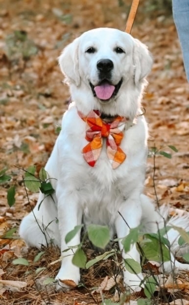 Rosé Bear — Vermont Golden Meadows golden retriever dam, Embark DNA tested and genetically clear