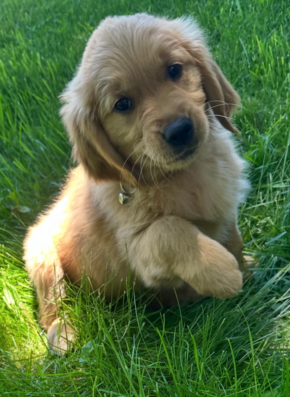 Fancy Maple Mae — Vermont Golden Meadows golden retriever, family raised in Vermont, future AKC breeding dam