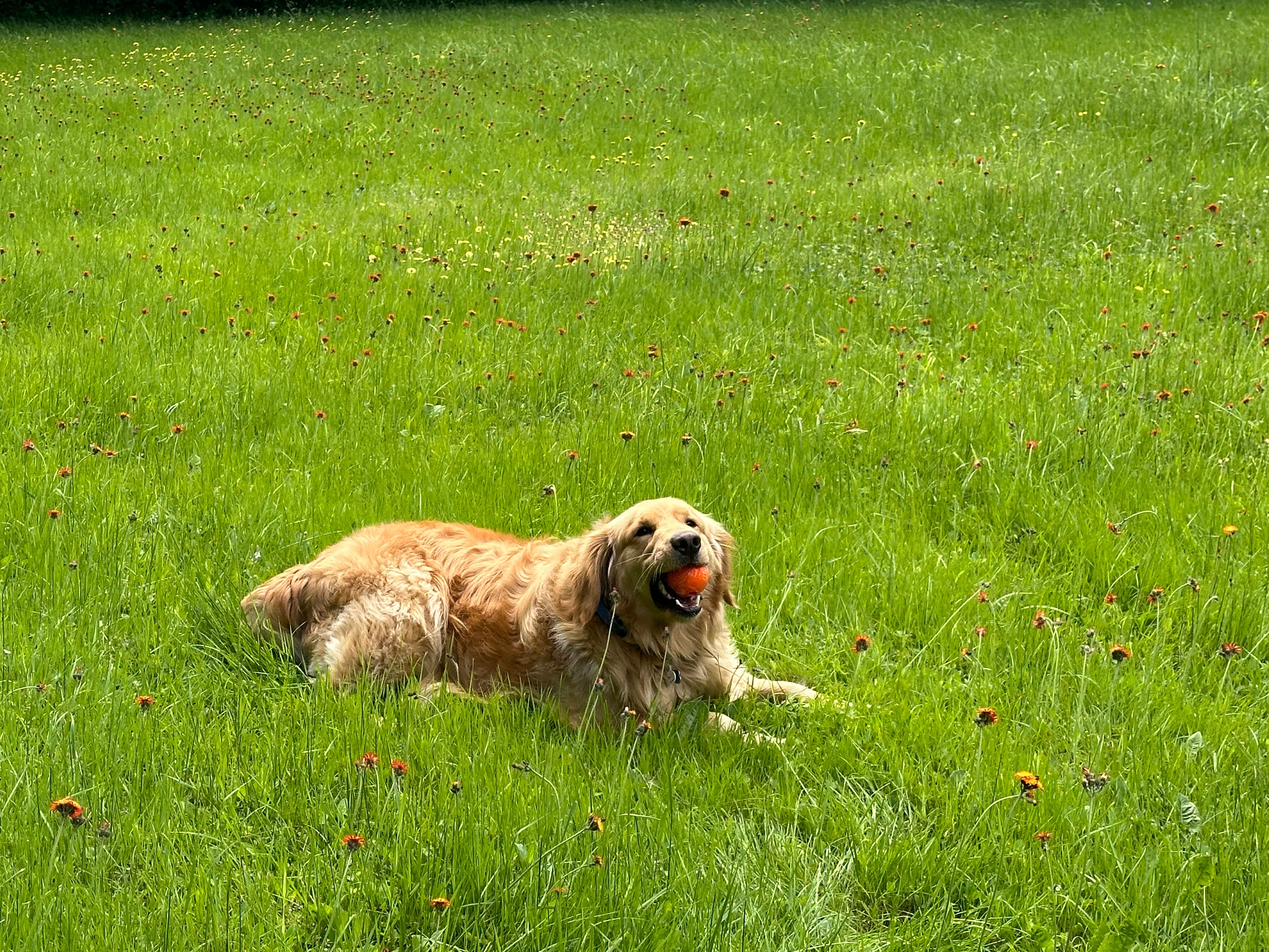 Health-tested golden retriever sire at Vermont Golden Meadows — OFA certified breeding dog