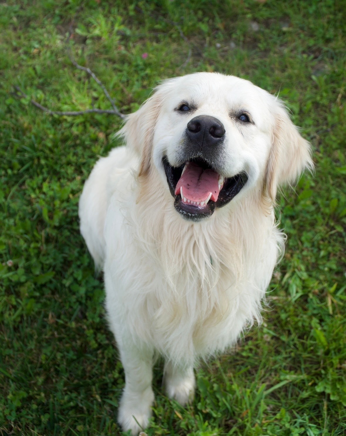 Frosty Creek — Vermont Golden Meadows golden retriever sire, Embark DNA tested and genetically clear