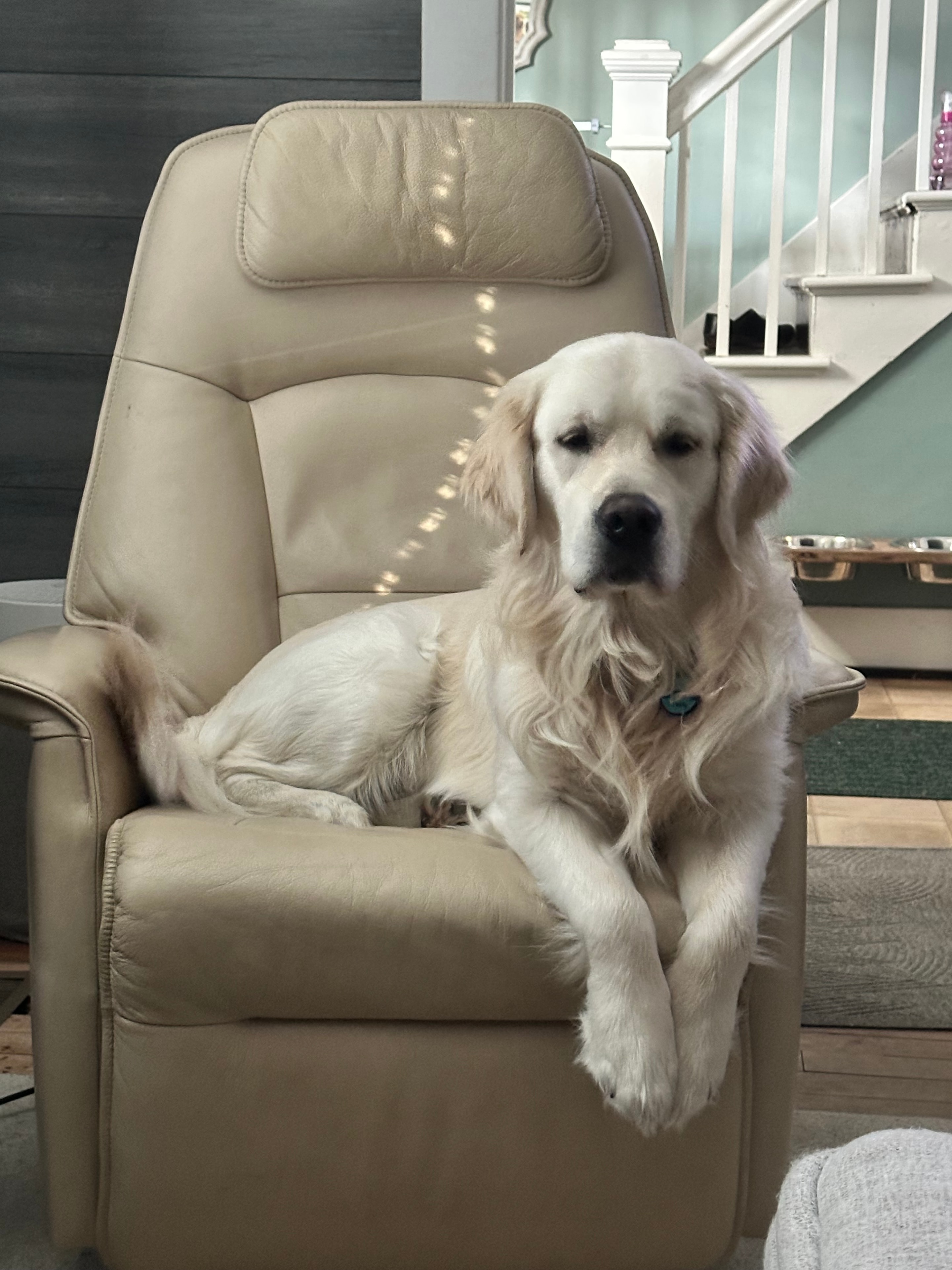 Golden retrievers enjoying Vermont outdoors — family raised at Vermont Golden Meadows